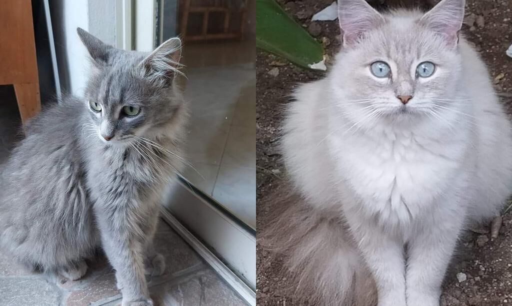 Sos da Quartucciu: “Aiutatemi a ritrovare le mie due gattine”