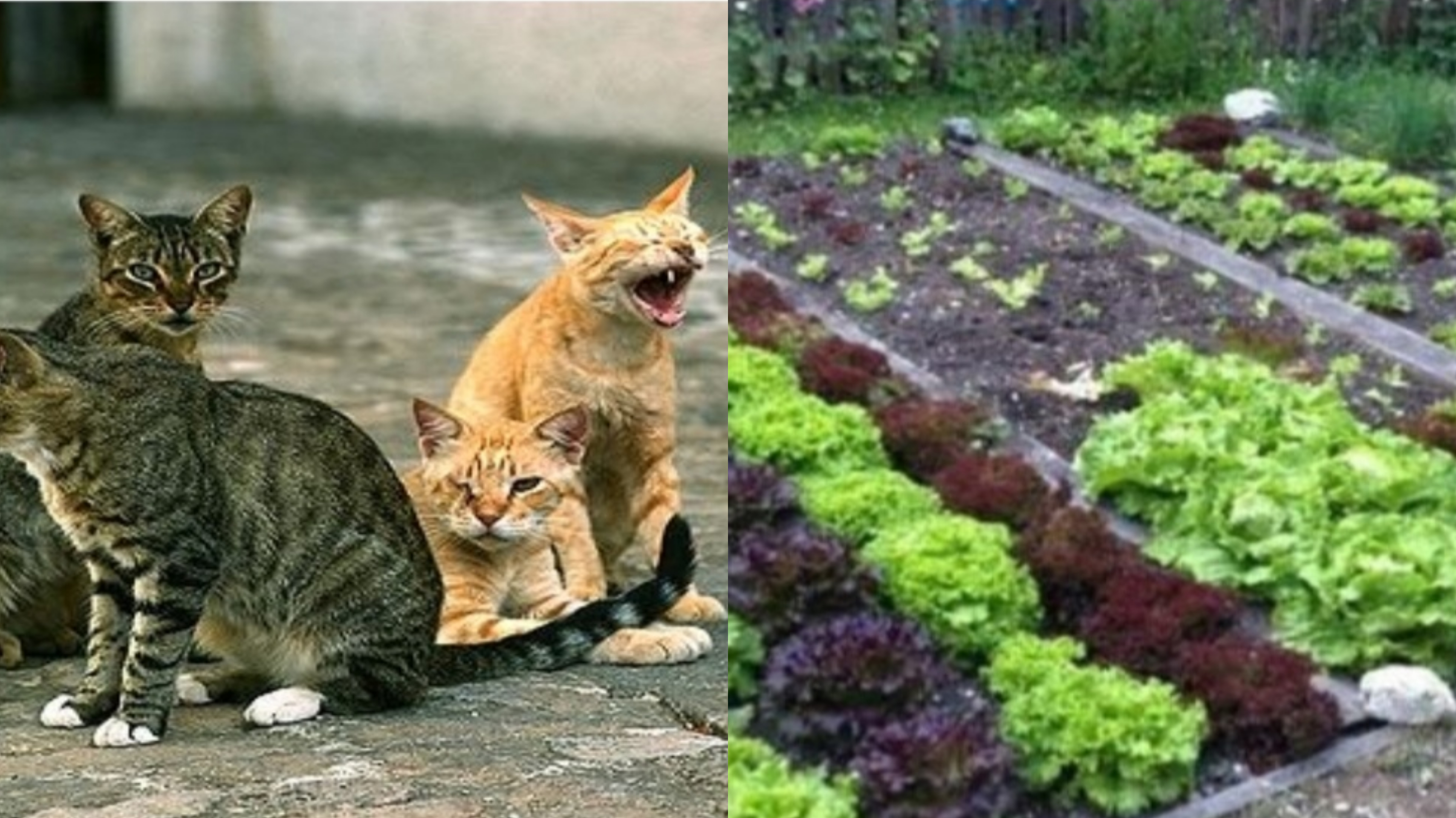 Quartu, c’è l’ok del Comune: aree ai cittadini per orti urbani e gattili