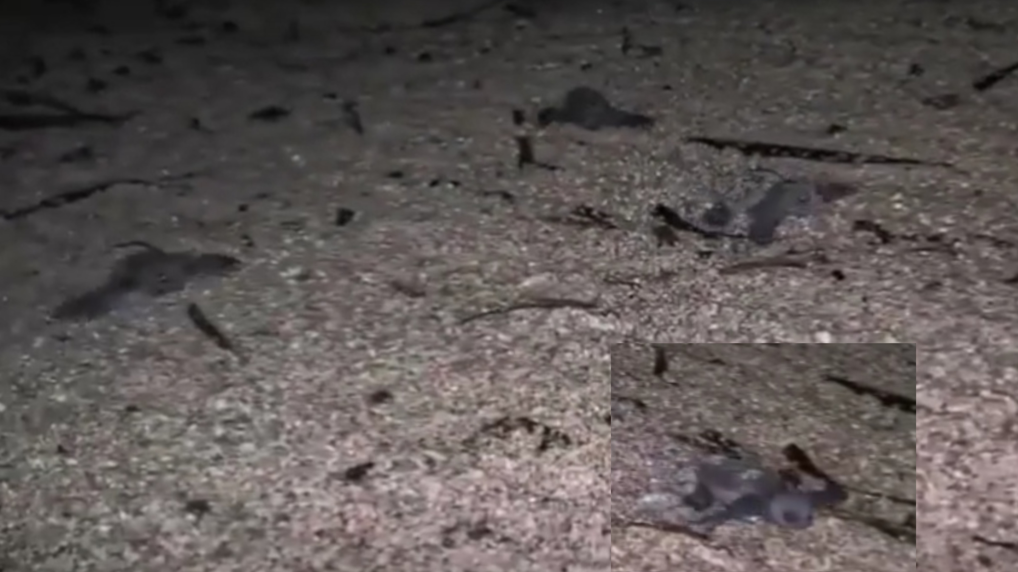 Lieto evento a Villasimius: sono nate le prime tartarughine Caretta caretta – VIDEO