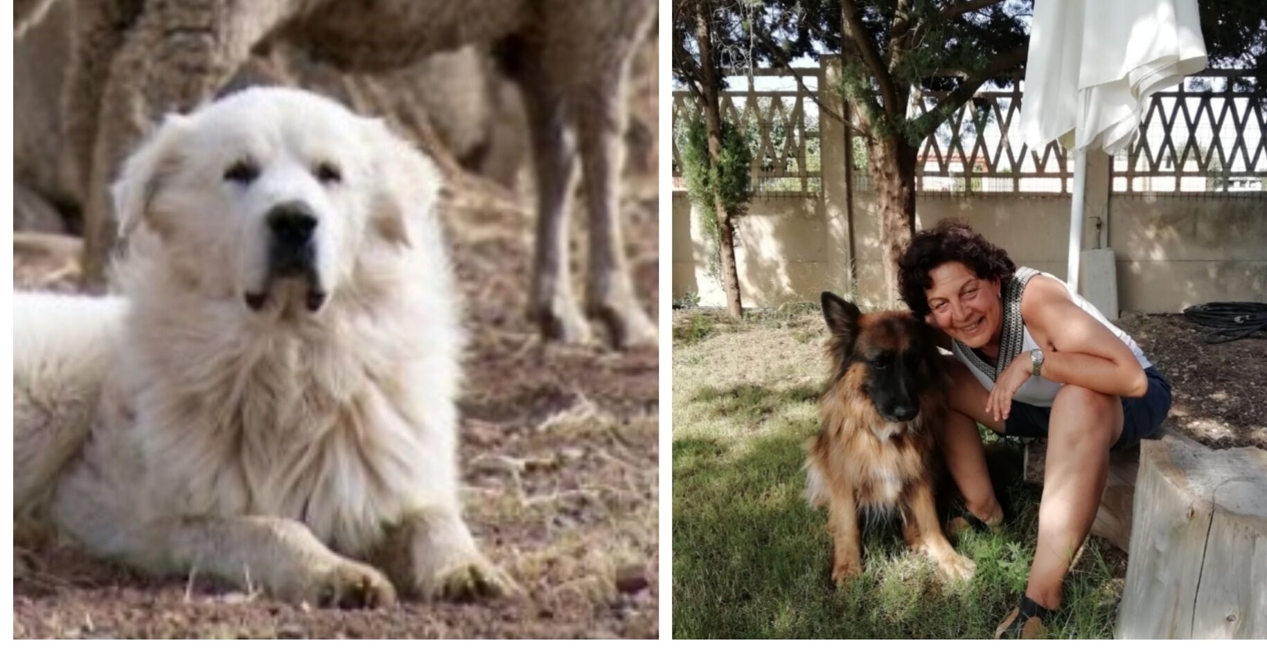 Quartu, stanziati 30mila euro per la campagna di sterilizzazione dei cani