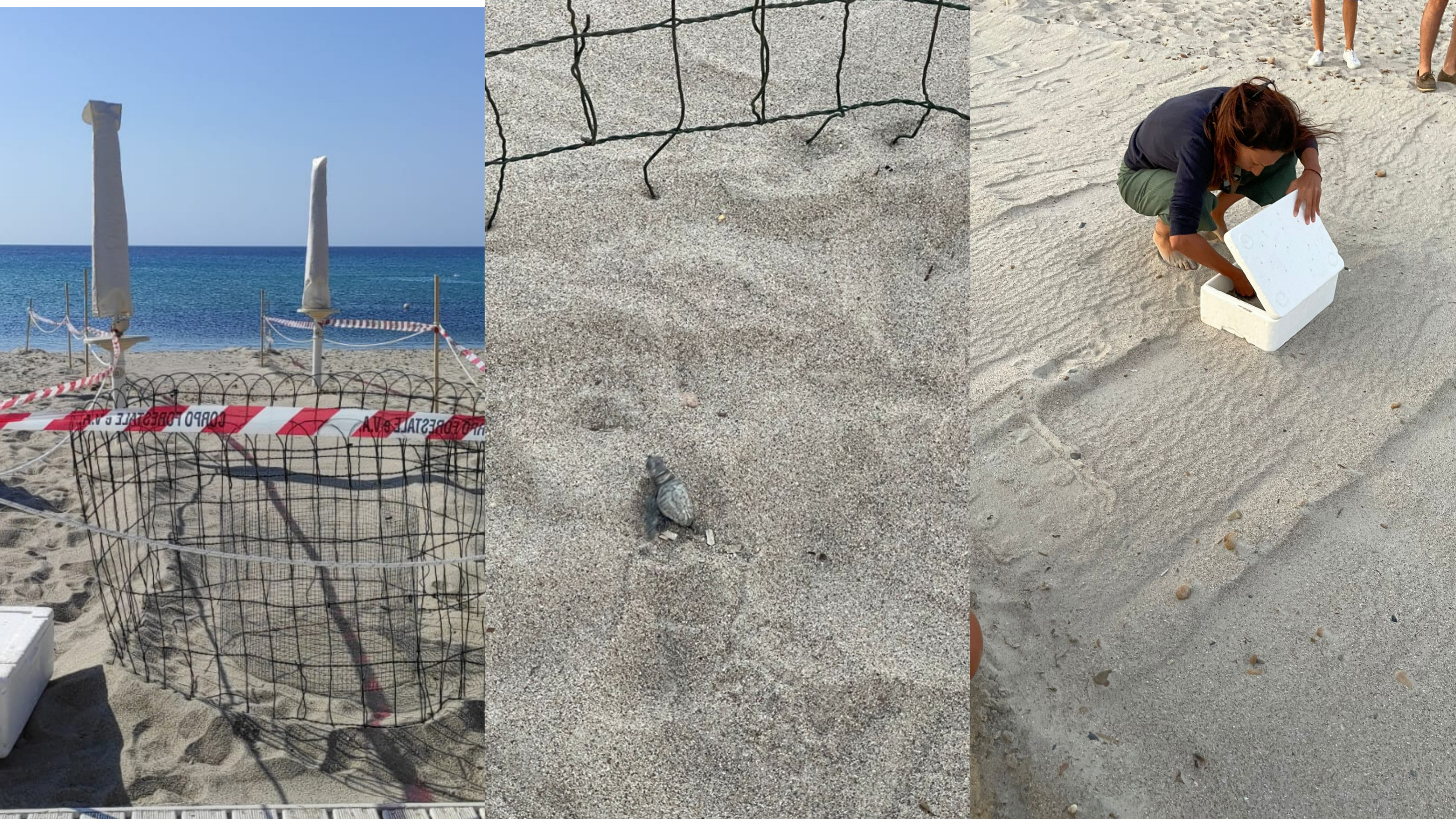 Lieto evento nel Poetto di Quartu Sant’Elena: sono nate le prime tartarughine Caretta caretta