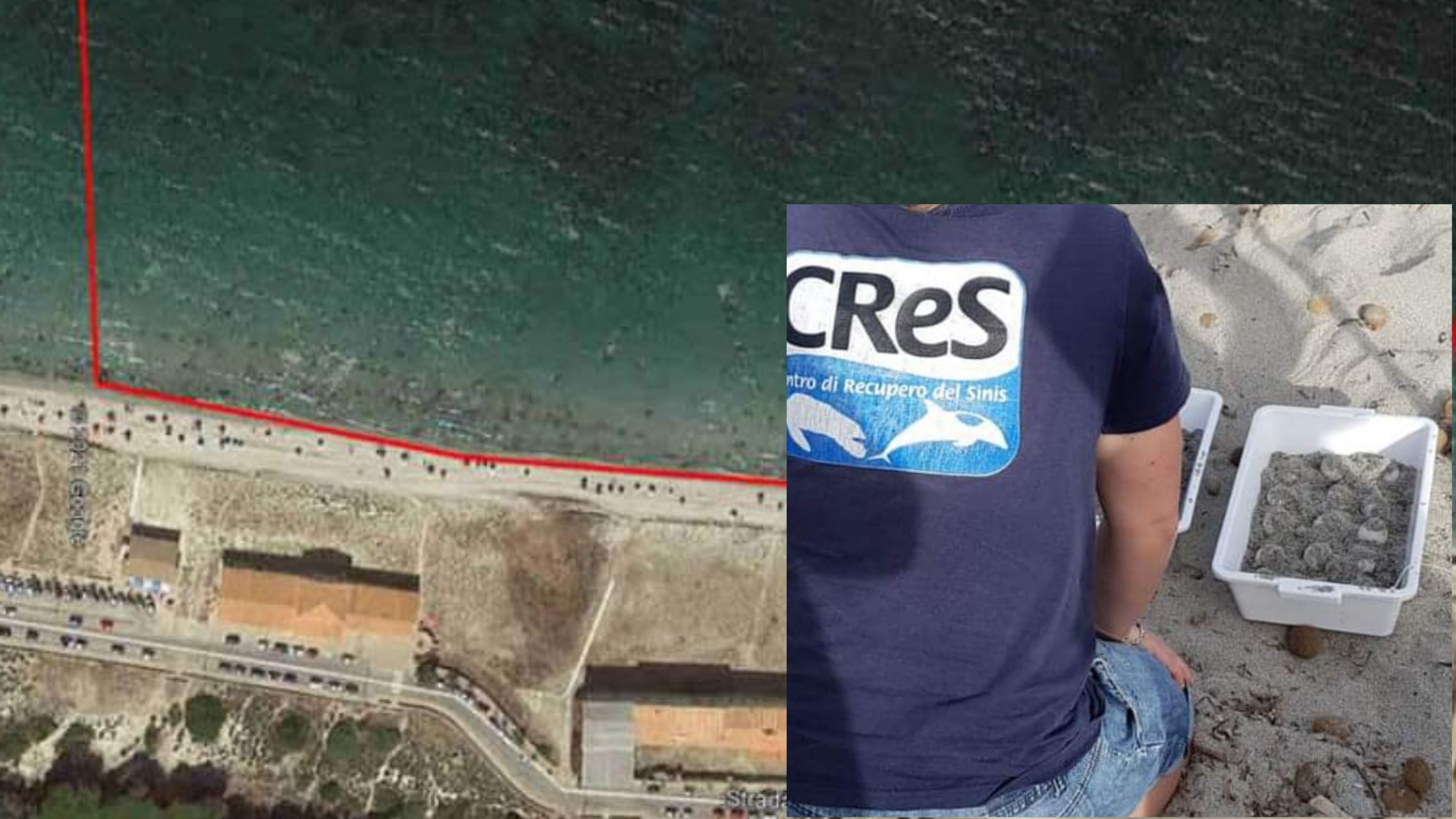 Arborea, attesa per la schiusa delle uova di Caretta caretta