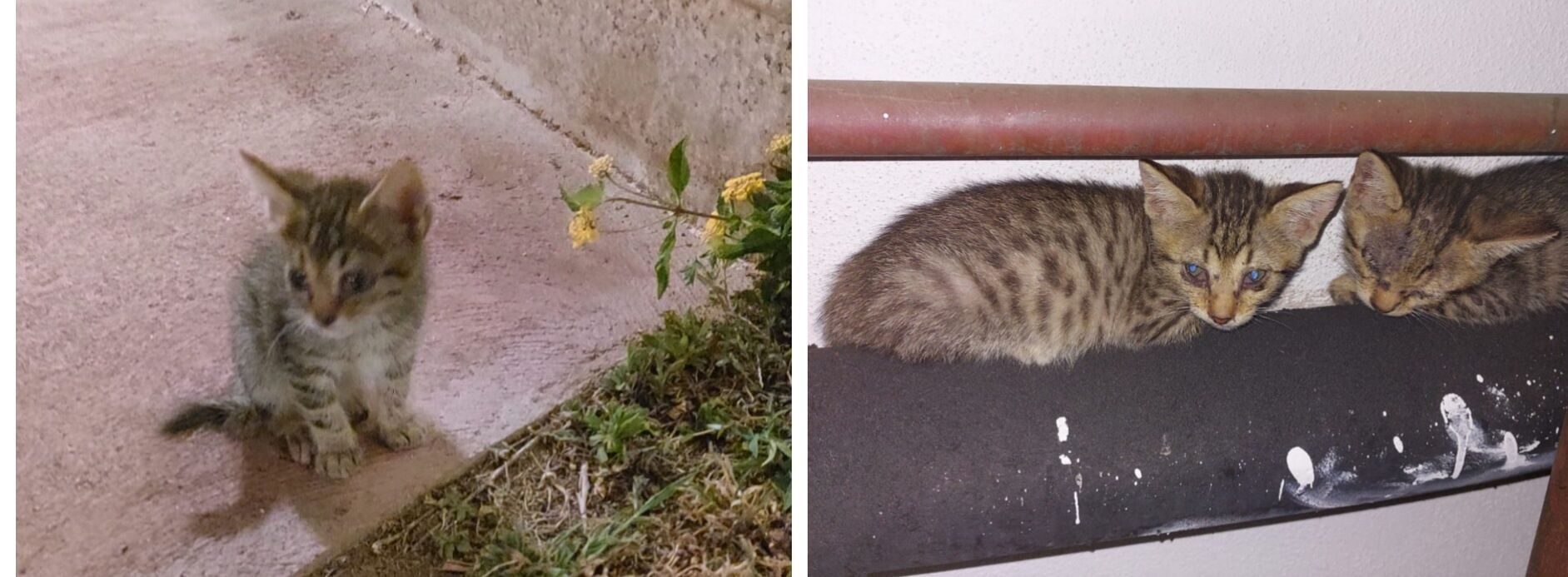 Radio Zampetta Sarda, si cercano volontari a Santa Maria Navarrese