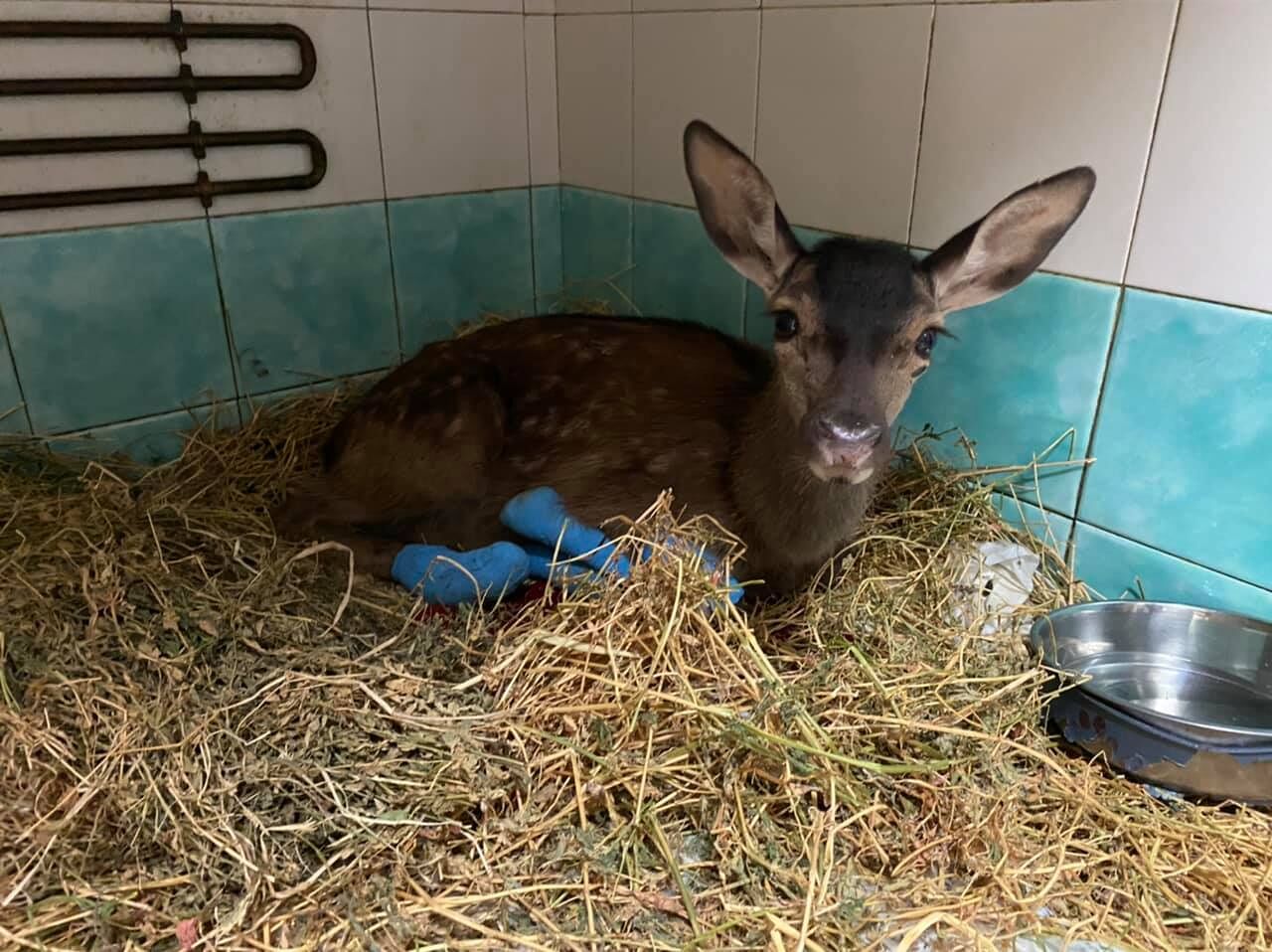 Incendio, emergenza nella clinica degli animali ustionati: “Non abbiamo più posti, aiutateci”