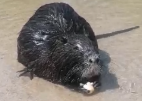 La nutria fa colazione a Baccu Mandara sotto gli occhi stupiti di bagnanti e turisti (VDEO)