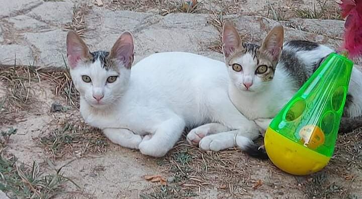 Gattini di 4 mesi a Cagliari, sono bellissimi ma nessuno li vuole adottare: sos di Radio Zampetta Sarda