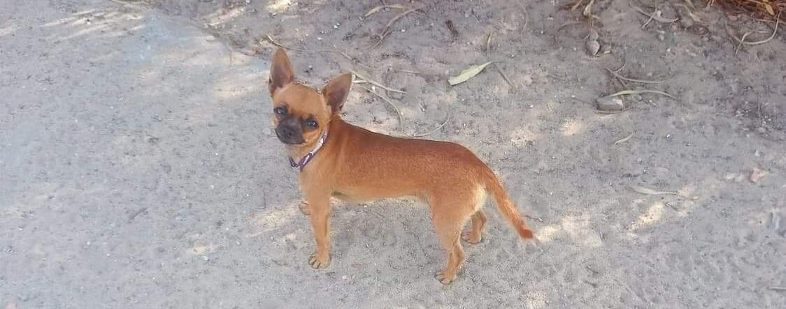 Gonnesa, sos per lo smarrimento di Cico: “Aiutiamolo a tornare a casa”