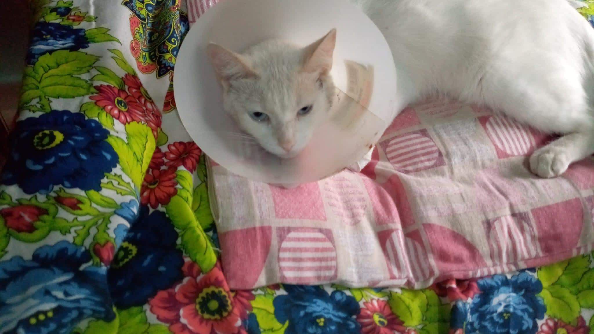 Bianca, appello per la gatta scomparsa ad Assemini: “Sparita, non è più tornata”