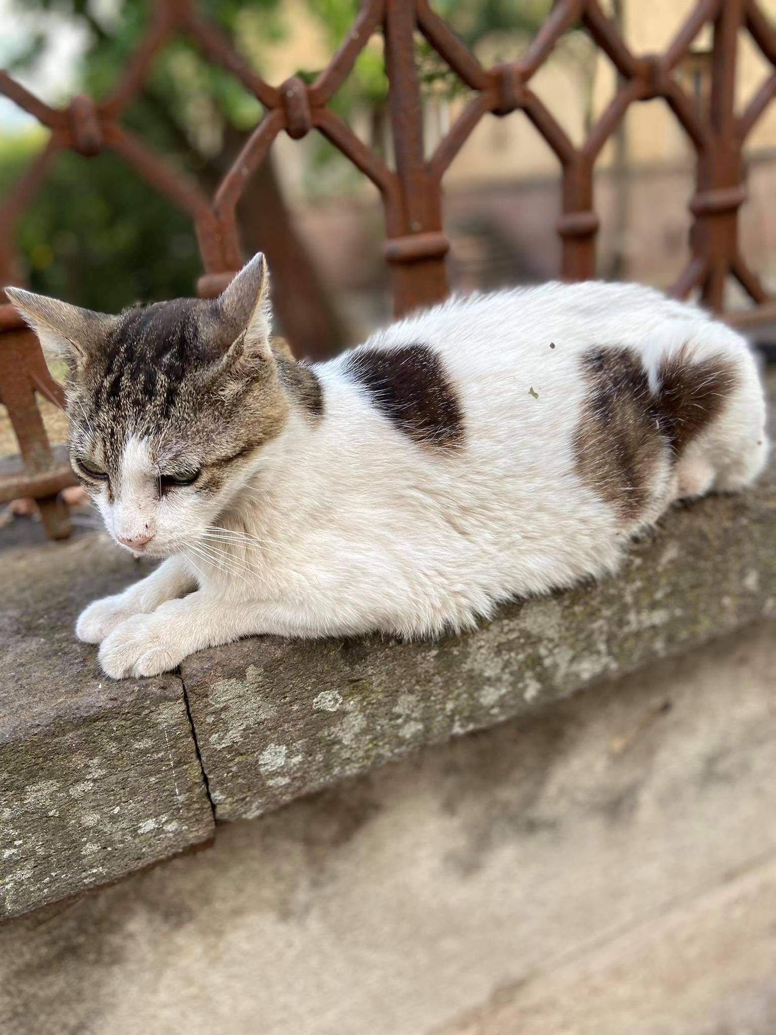 Attenzione, è sparito il gattino Zoppas: “Socievole e innocuo, riportiamolo alla sua colonia felina”