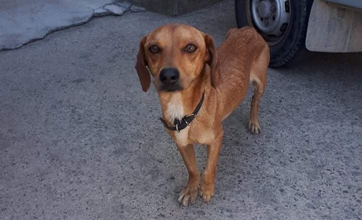 Quartu, l’appello di Nicola a Radio Zampetta Sarda: “Si trova a Sa Serrixedda, cerco il padrone”