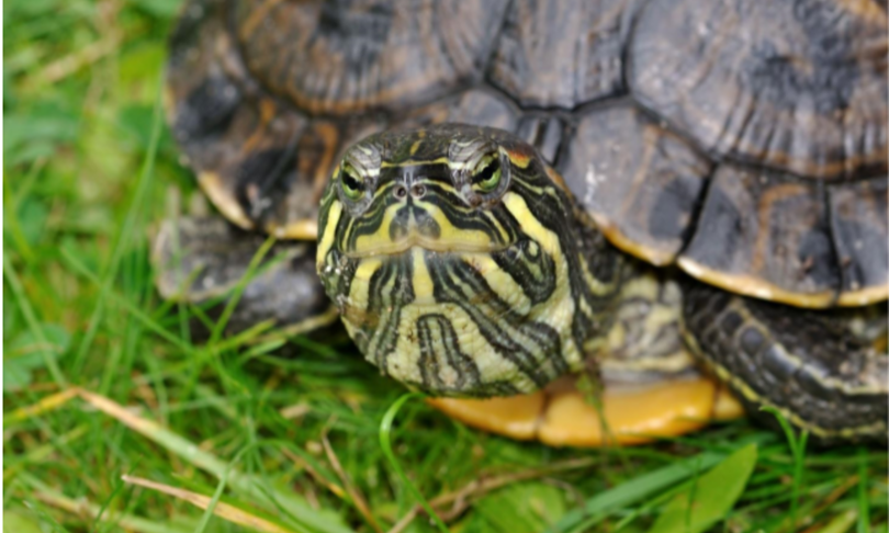 Budoni, trovate 3 tartarughe “americane”: “Minacciano le specie sarde”