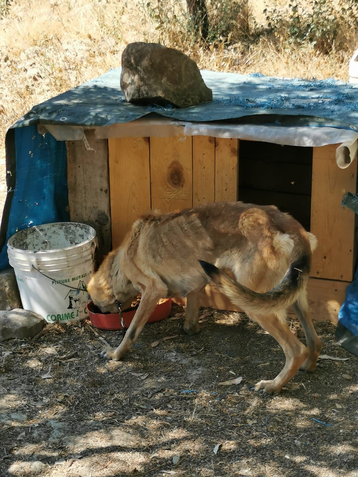 Mandas, pastore tedesco legato alla catena e denutrito: si cerca un padrone vero per Lula