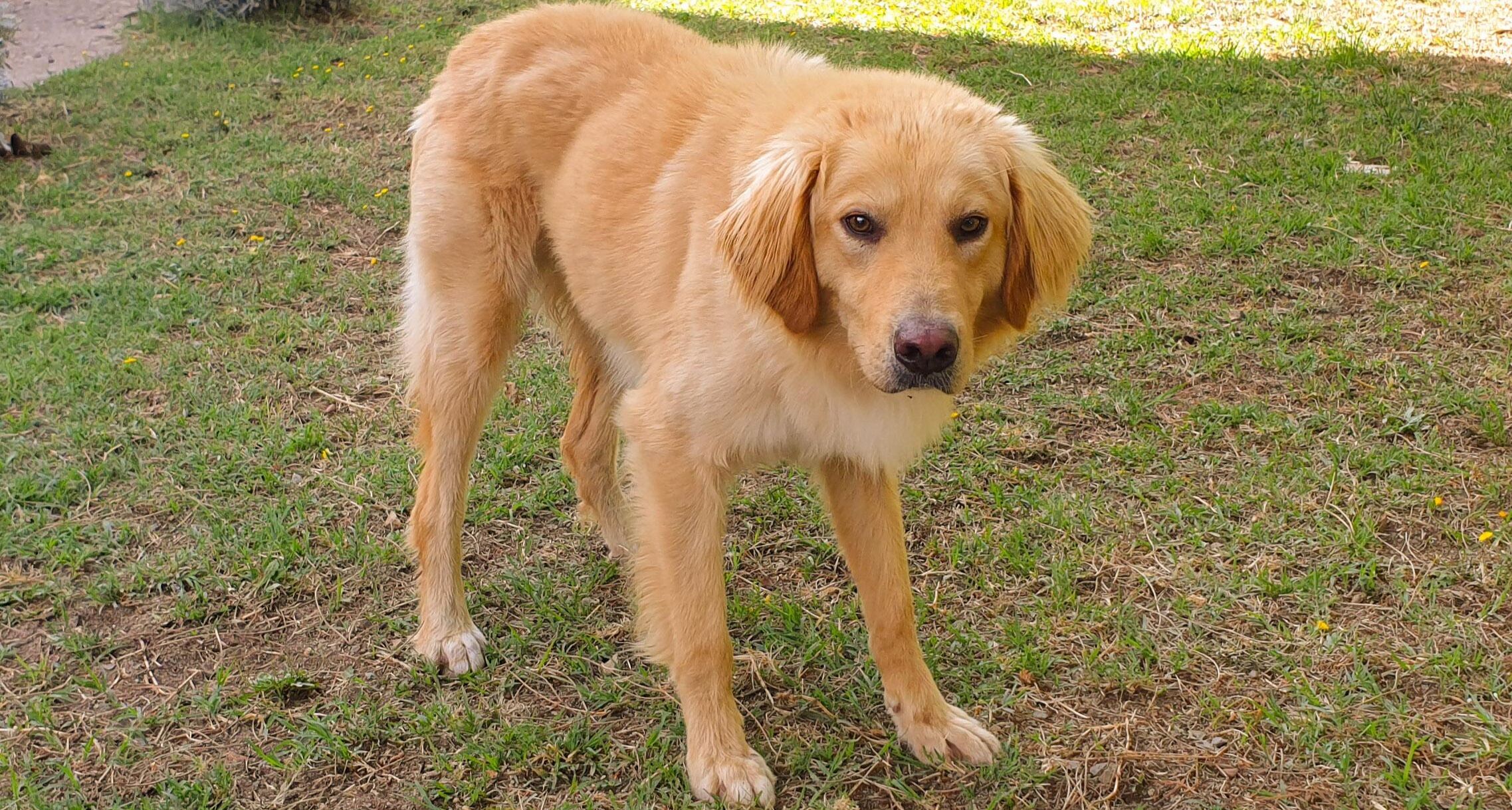 Campagna “Adotta un cane dal canile di Cagliari”: Billy, affettuoso e ottimo guardiano