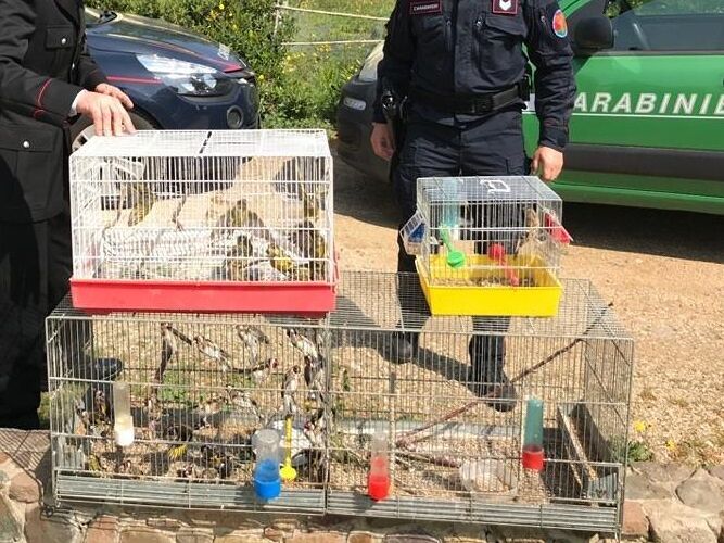 Due cardellini in casa senza anello identificativo: una denuncia a Pula