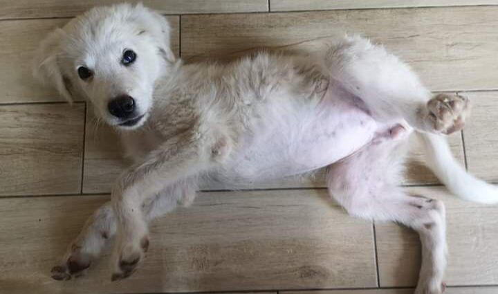 Sos a Radio Zampetta sarda: Nuvola aspetta ancora una famiglia, chi la adotta?