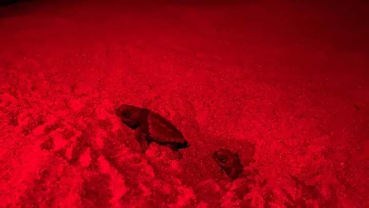 Lieto evento ad Arborea: da 5 giorni è in corso la schiusa delle uova di Caretta caretta