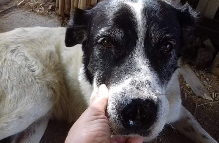 Radio Zampetta Sarda: Bonbon è scappato da casa, l’appello per ritrovarlo