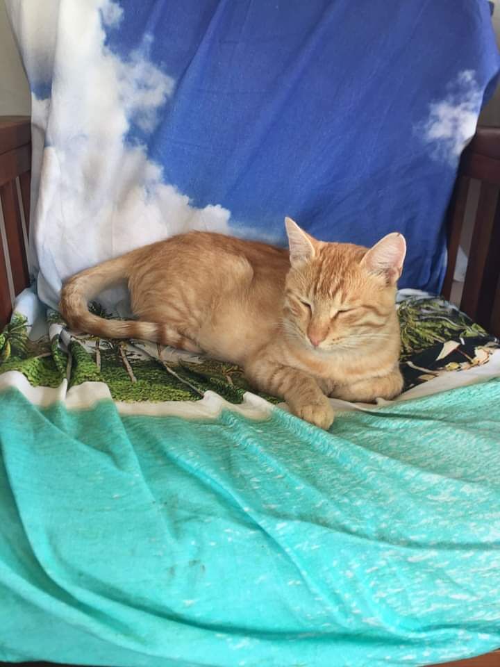 Radio Zampetta Sarda: si cerca adozione per un gatto a Villasimius