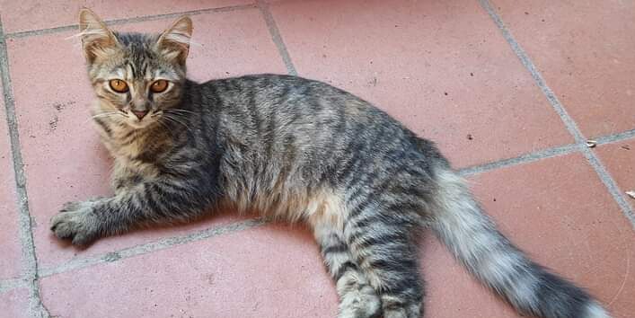 Lea, la dolcissima gattina tigrata cerca una famiglia in Sardegna: chi può adottarla?