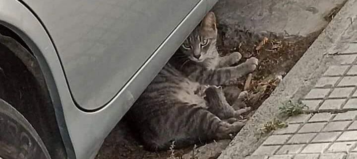 Radio Zampetta Sarda: mamma gatta è stata investita a Quartu, si cerca aiuto per il cucciolo