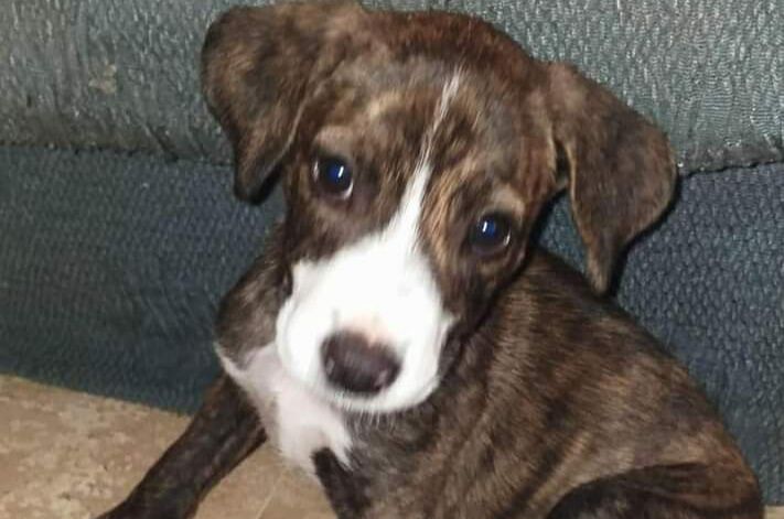 Radio Zampetta Sarda: si cerca adozione del cuore a Capoterra per Pilar