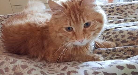 Matisse si è smarrito ad Assemini: chi l’ha visto?