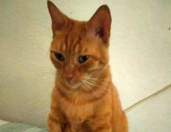 Pinuccia è stata smarrita a Quartu: chi l’ha vista?