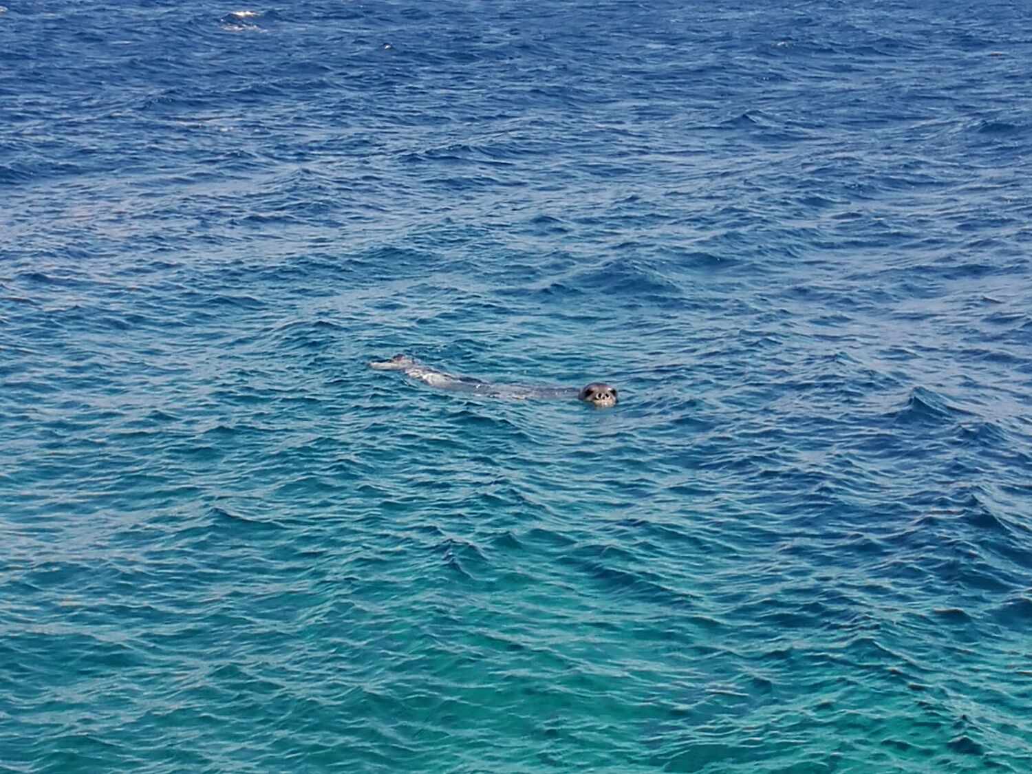 Foca Monaca: presentato il progetto per il ritorno in Sardegna di uno dei mammiferi a maggiore rischio estinzione