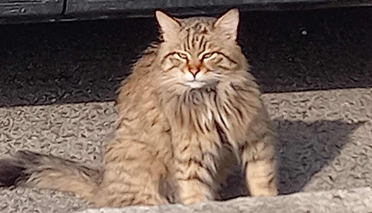 A Radio Zampetta Sarda l’appello per aiutare Dante, gattone di 5 anni