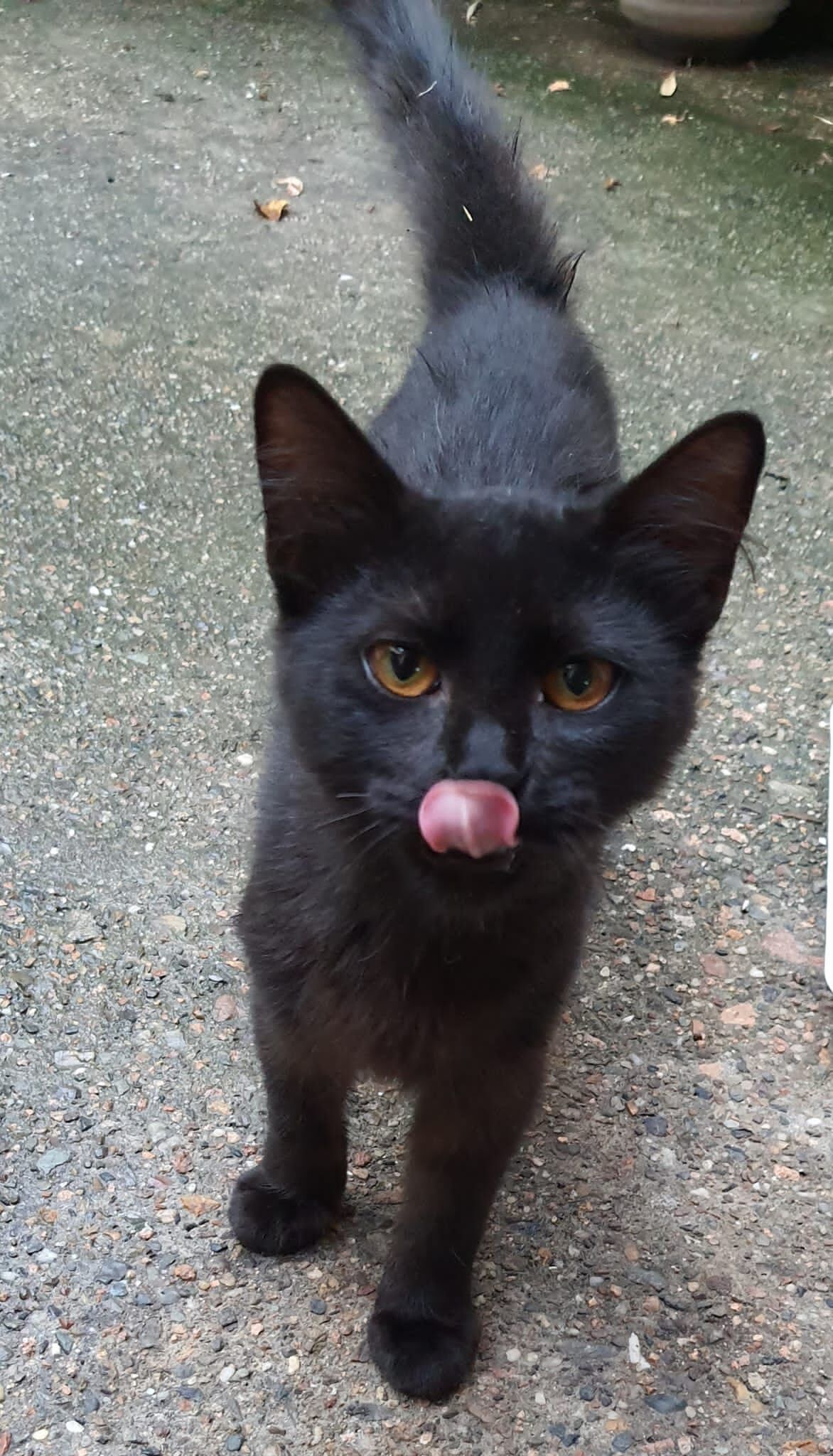 Adozione del cuore per Silvano, dolcissimo gattino che vive in strada: chi lo adotta?