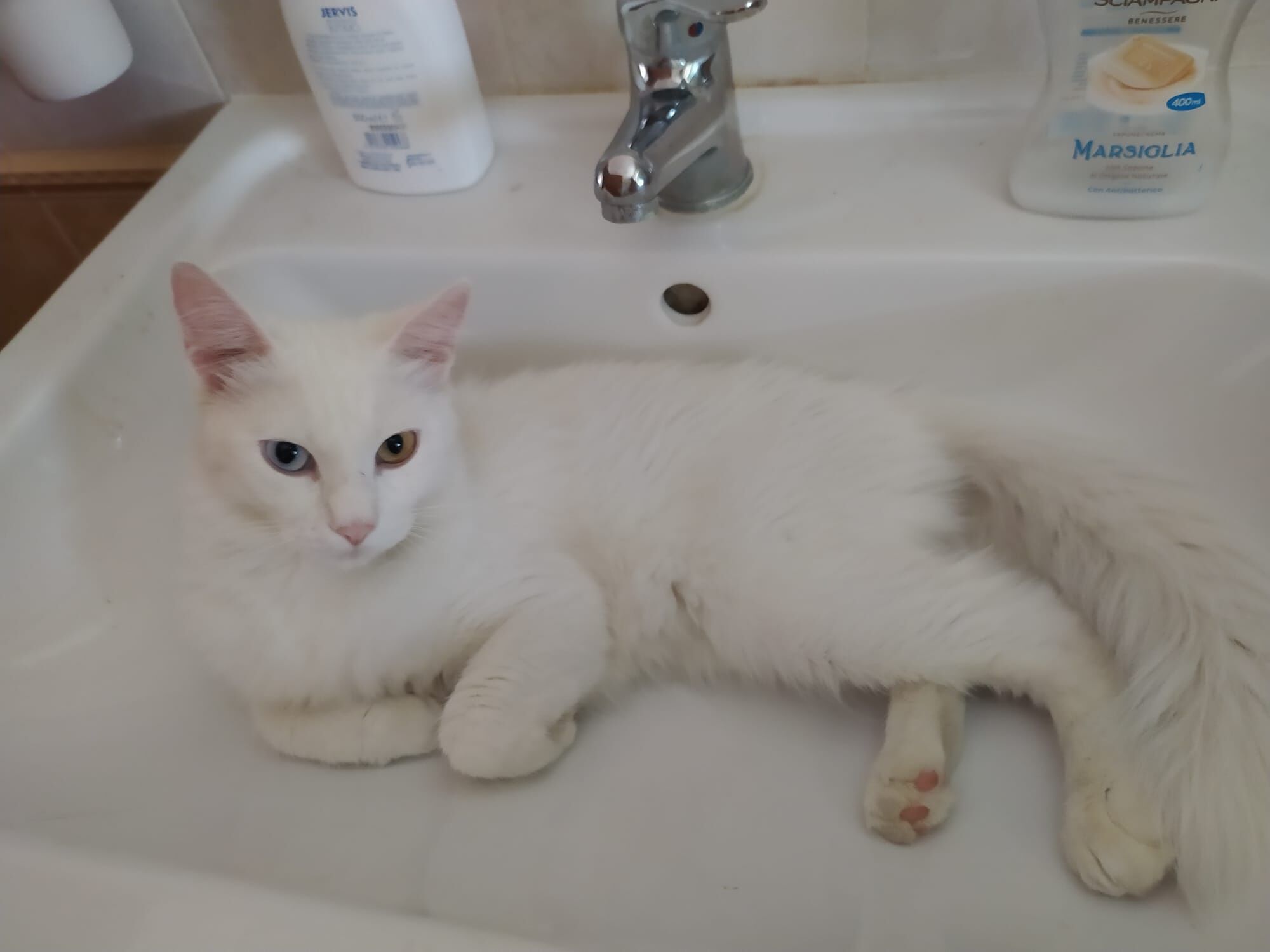 A Radio Zampetta sarda l’appello per Zefiro dolcissimo gatto di un anno