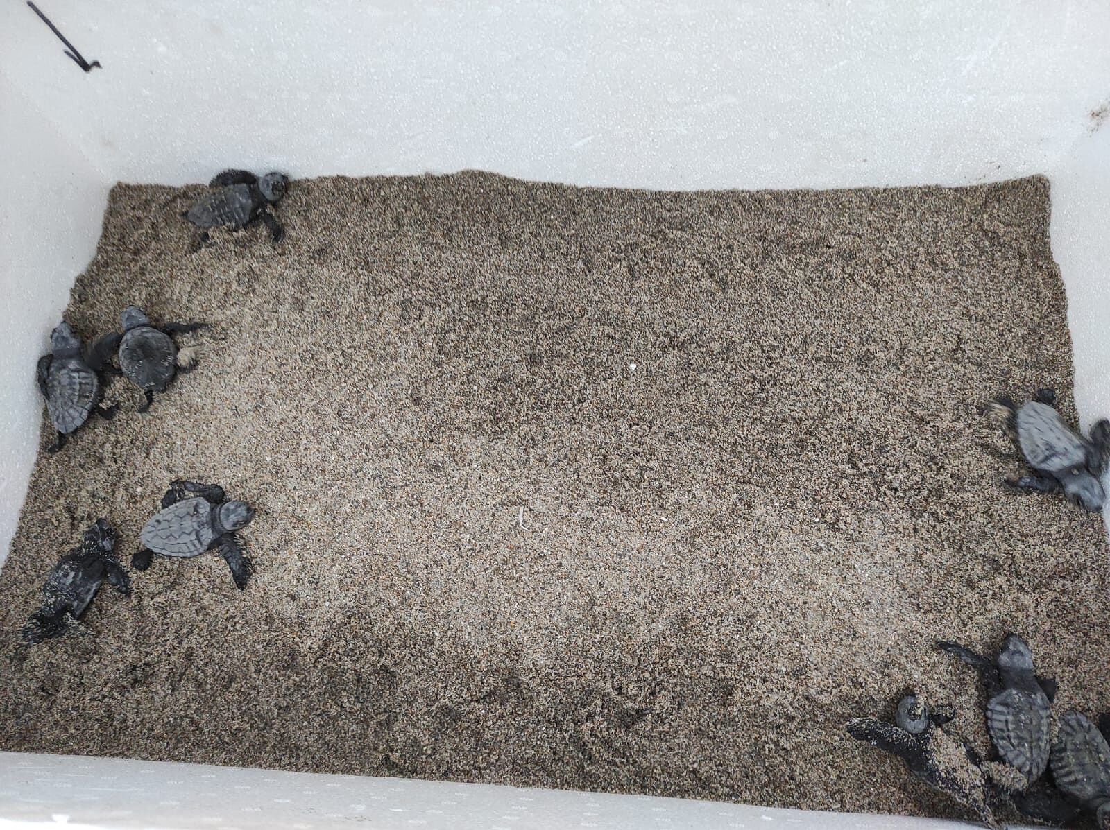 Cagliari, miracolo della natura al Poetto: nate in spiaggia 30 tartarughe