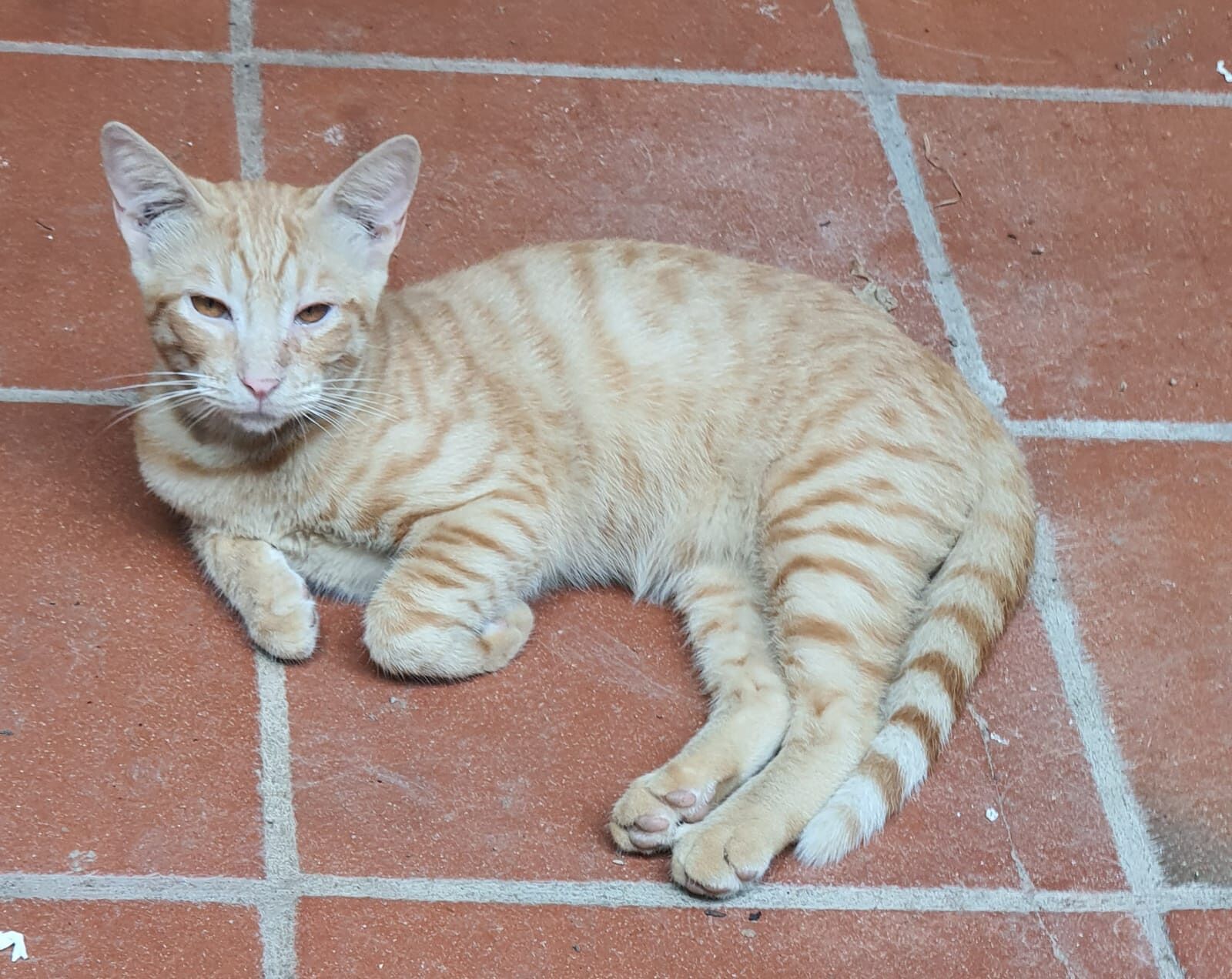 Adozione del cuore per il dolce Fulvio