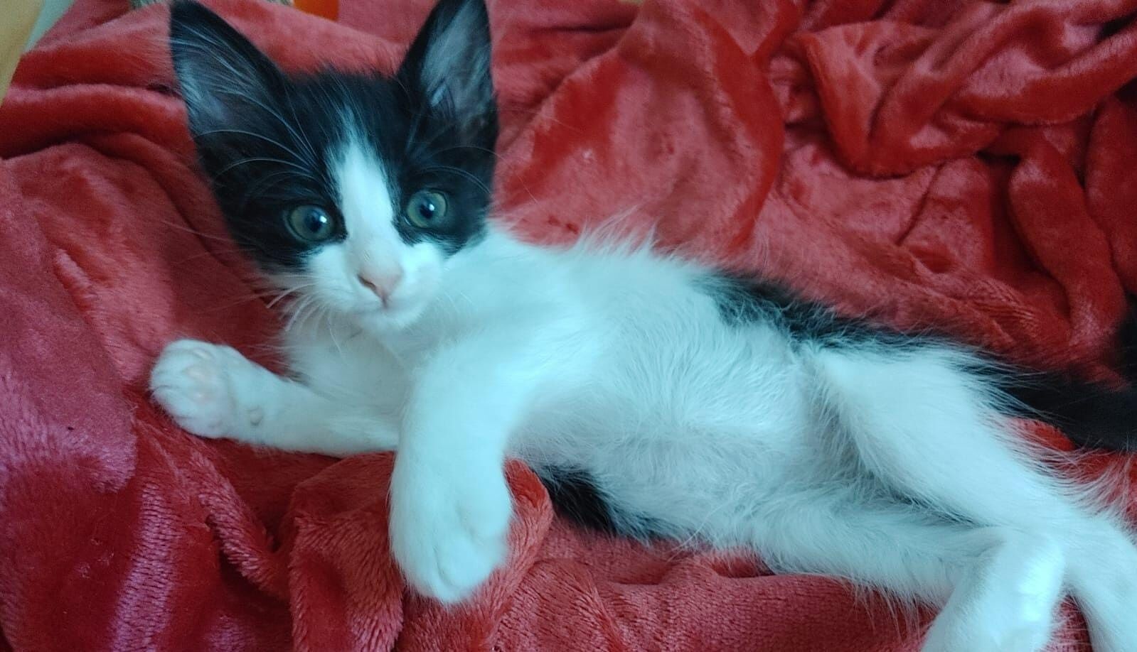 Radio Zampetta Sarda, appello per adottare un piccolo micino di un mese