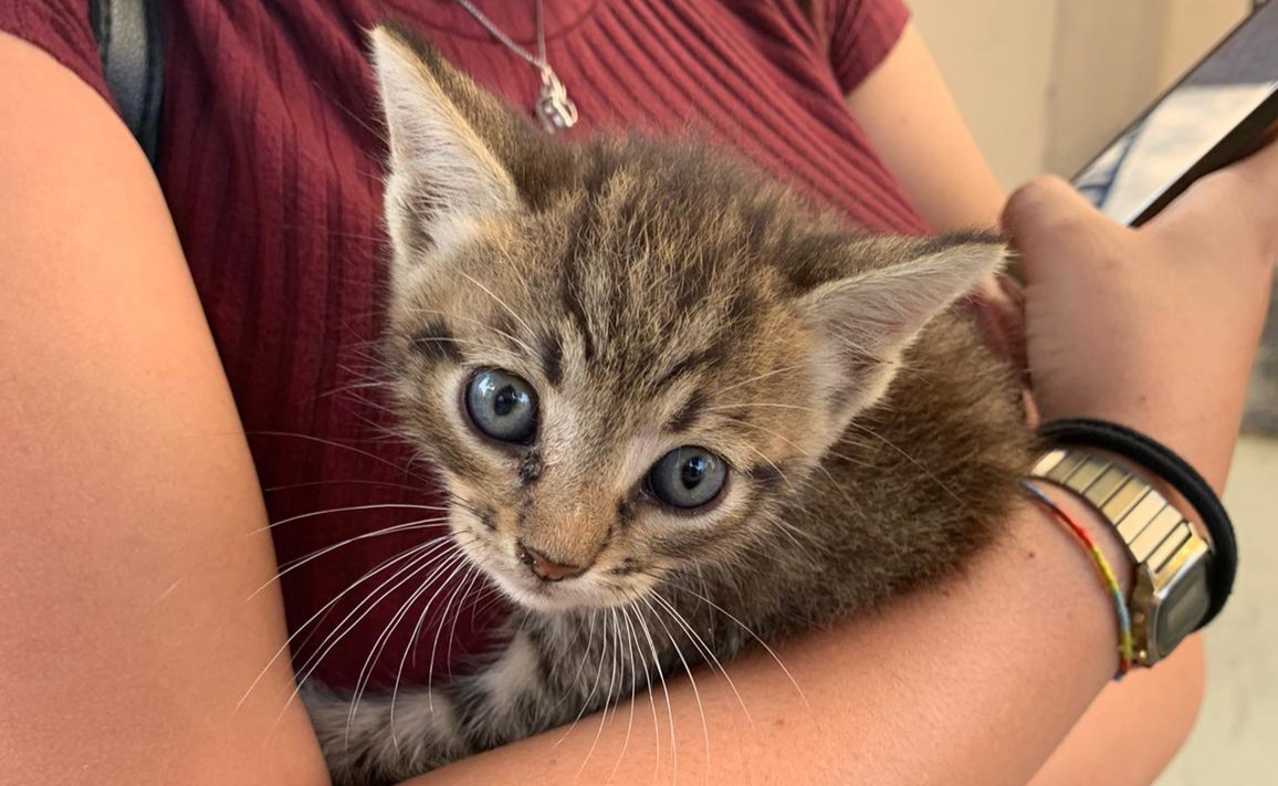 “Gattino dolcissimo appena nato e abbandonato a Quartu, chi vuole offrirgli una vita in sicurezza?”