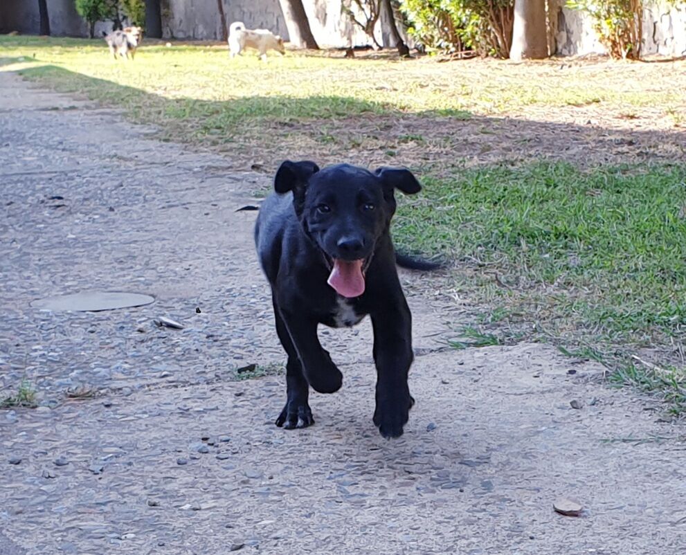 Adotta un cane dal canile di Cagliari: ecco Paperino, solare e gioioso