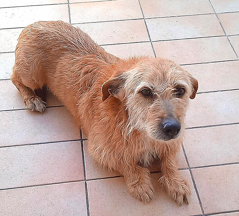 Adotta un cane dal canile di Cagliari: vi presentiamo Argo