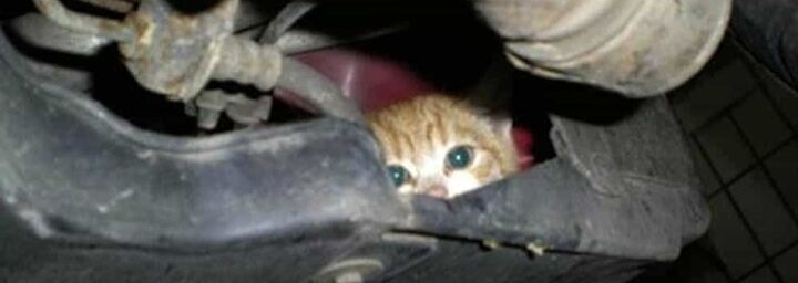Pirri, gattino incastrato nel vano motore di un’auto ma non si trova il padrone per salvarlo: sos urgente