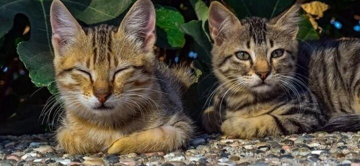 Radio Zampetta Sarda, appello per i gatti di un campeggio