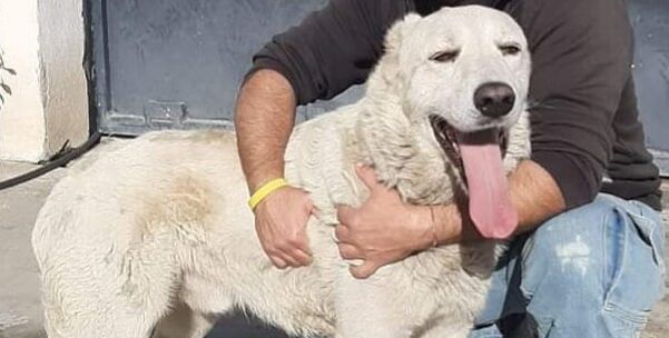 Adotta un cane dal canile di Cagliari: ecco Teddy, ottimo guardiano