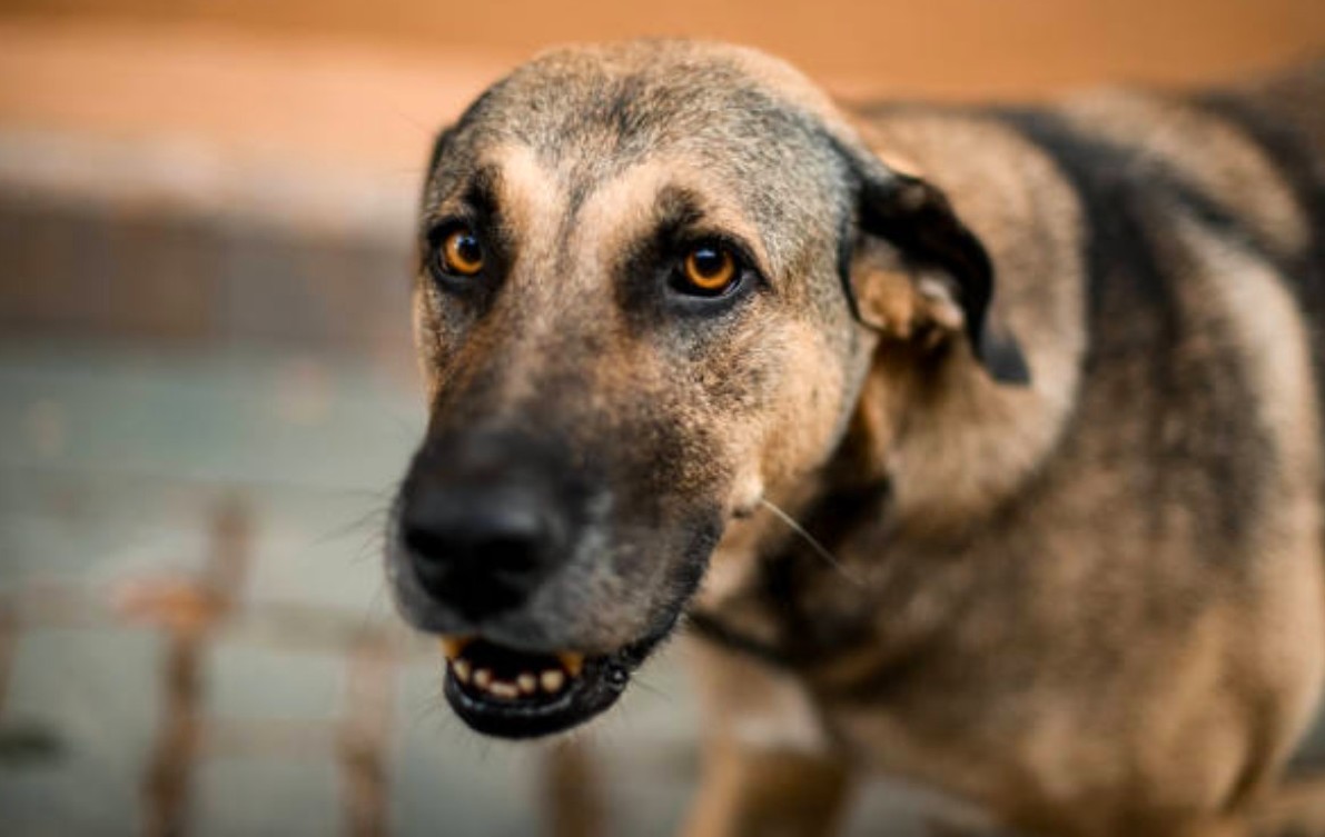 Maltrattamenti di animali e lotta al randagismo: al comune di Tissi arrivano le guardia zoofile