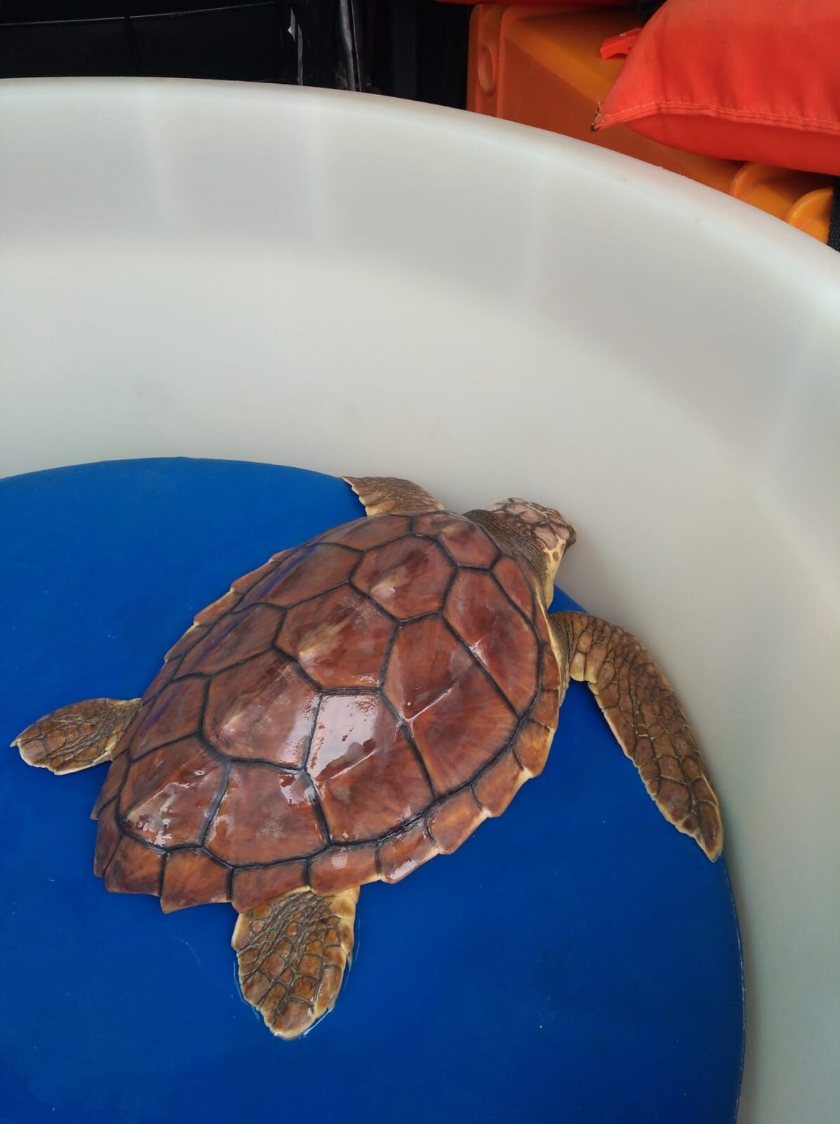 La tartaruga Paola dopo le cure torna finalmente nel suo mare: liberata ad Alghero