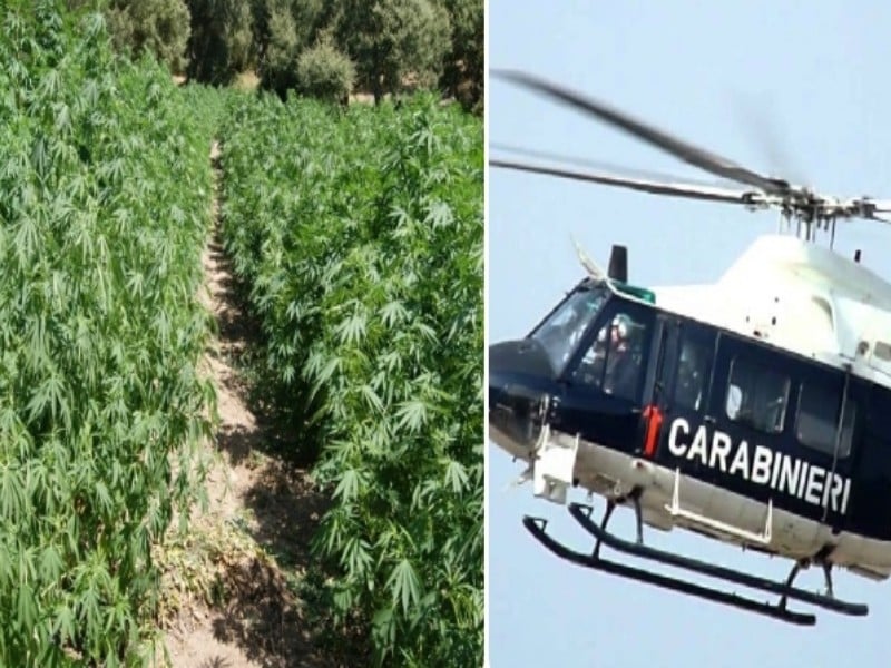 Sardegna, sgominata banda di trafficanti di droga: 8 in manette, sequestrate 30mila piante di marijuana