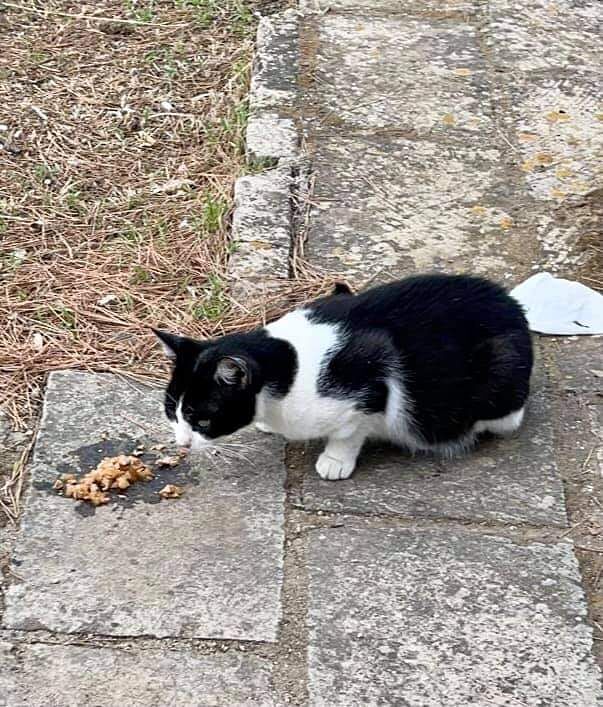 Radio Zampetta Sarda: sos per una gattina di Monte Urpinu a Cagliari