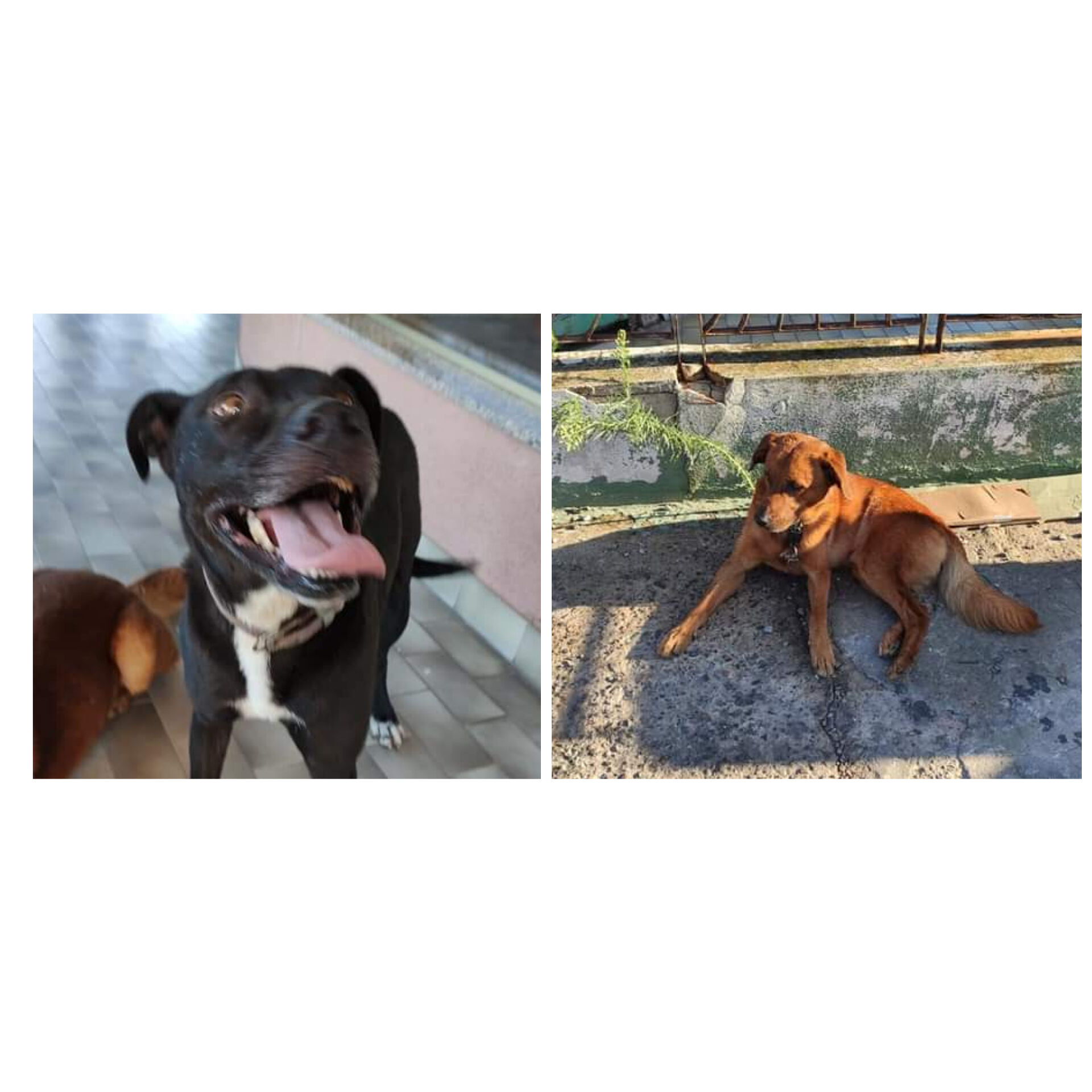 Radio Zampetta Sarda, due cani smarriti vagano per le strade di Quartu: chi li riconosce?