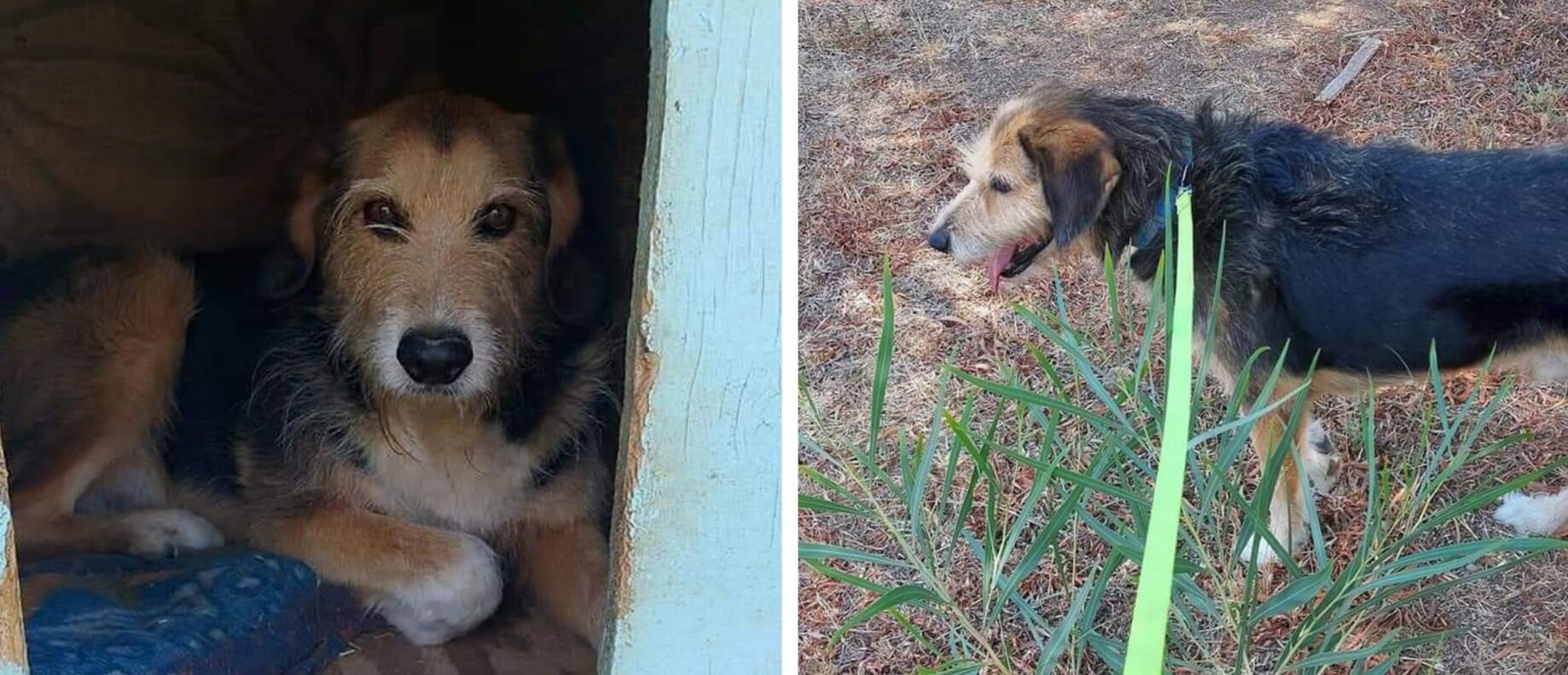 A Radio Zampetta Sarda i progressi di Sansone: il passo più grande è stato fatto, ora manca una famiglia