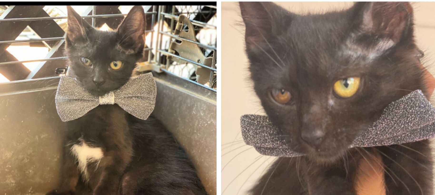 Adozione del cuore a Cagliari: Nina cerca una famiglia per sempre