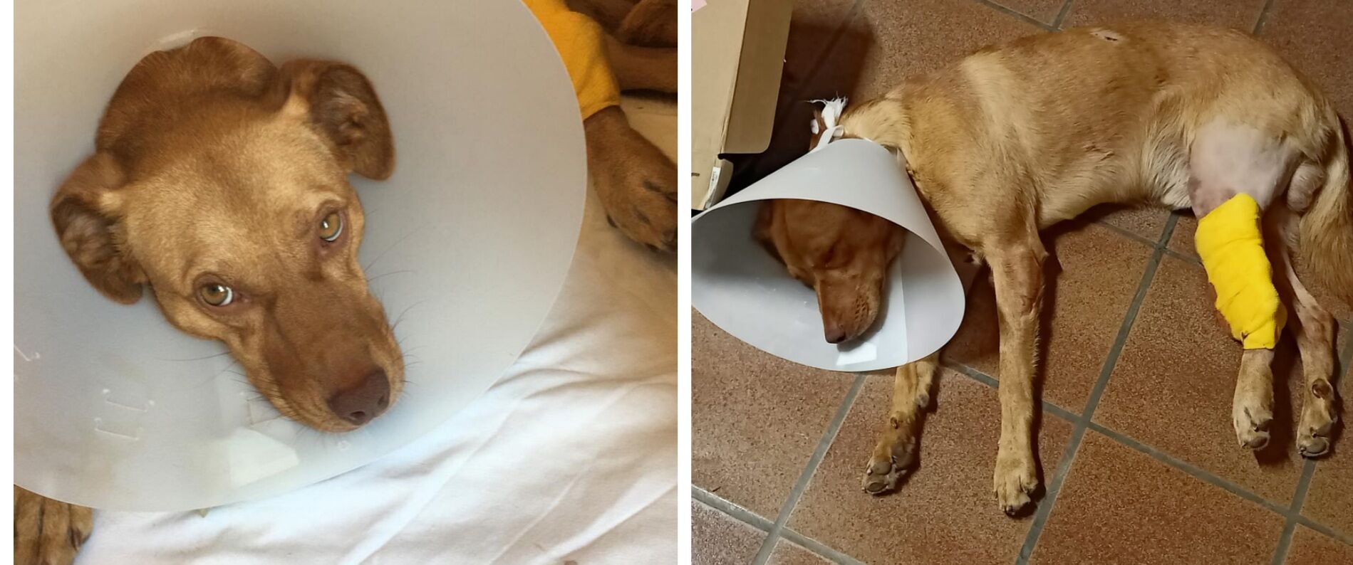 Radio Zampetta Sarda, sos per i fondi per operare e salvare il povero Scooby, cane fratturato