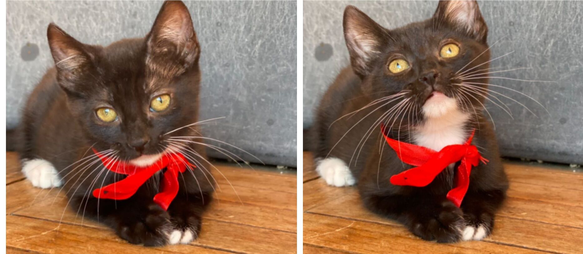 Cagliari, Bambi cerca una famiglia per sempre dopo il trauma dell’abbandono: aiutiamola!