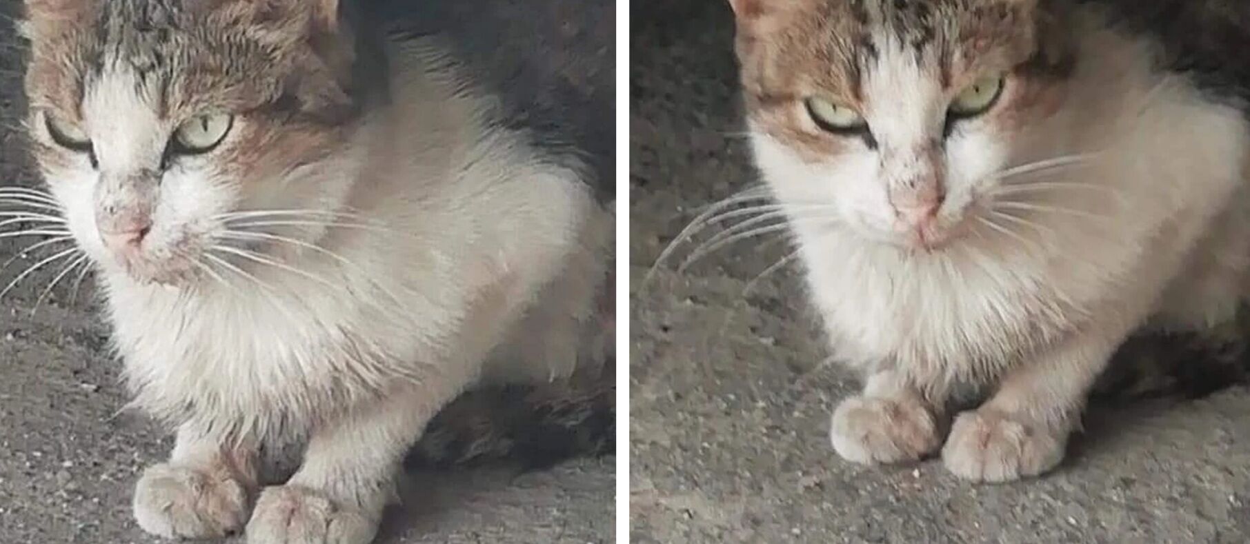 Adozione del cuore per Cleo, l’appello a Radio Zampetta Sarda